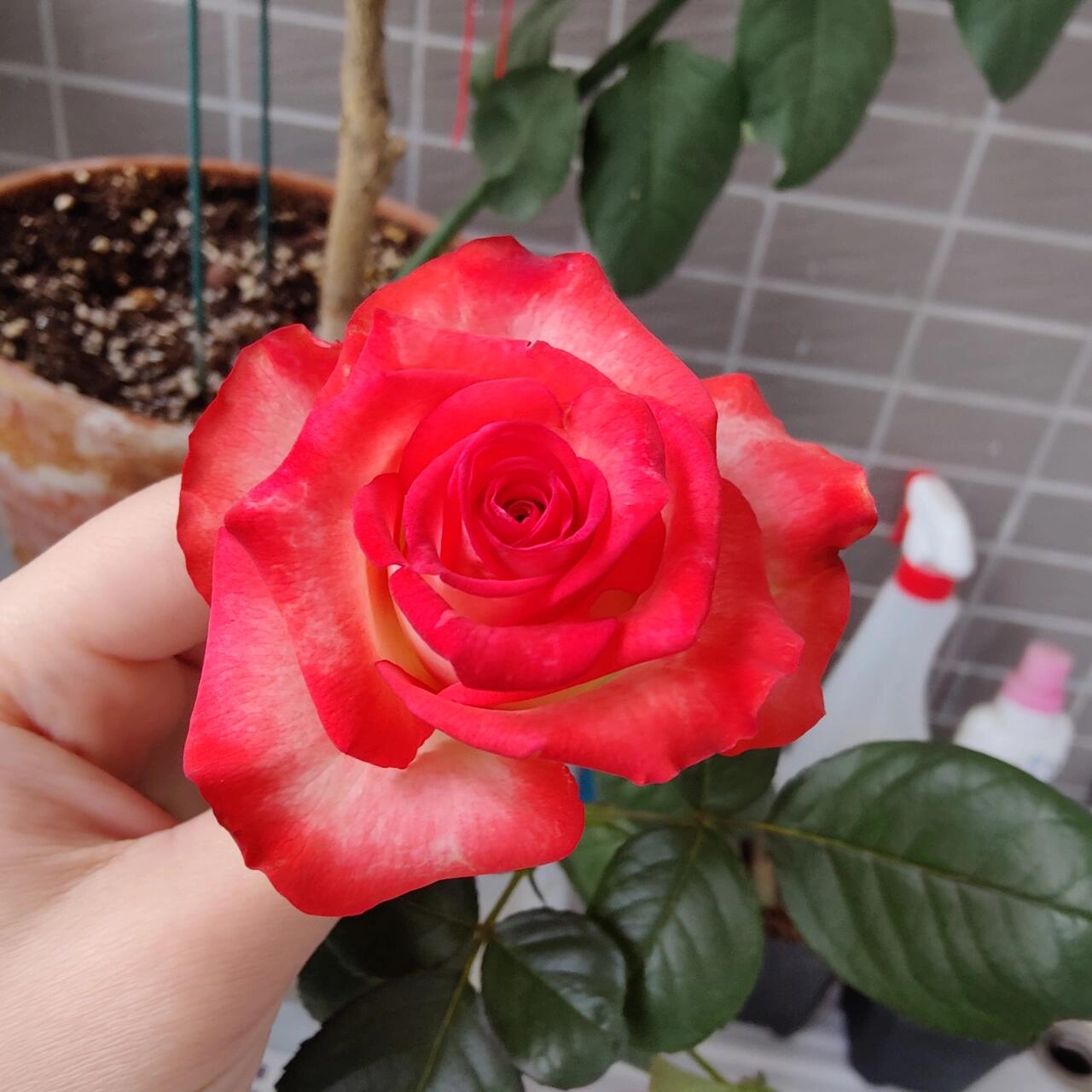 Rare Rose【Yashica】- 1.5 Gal OwnRoot LivePlant｜New variety 雅西卡｜切花胭脂扣｜Long Vase Life｜