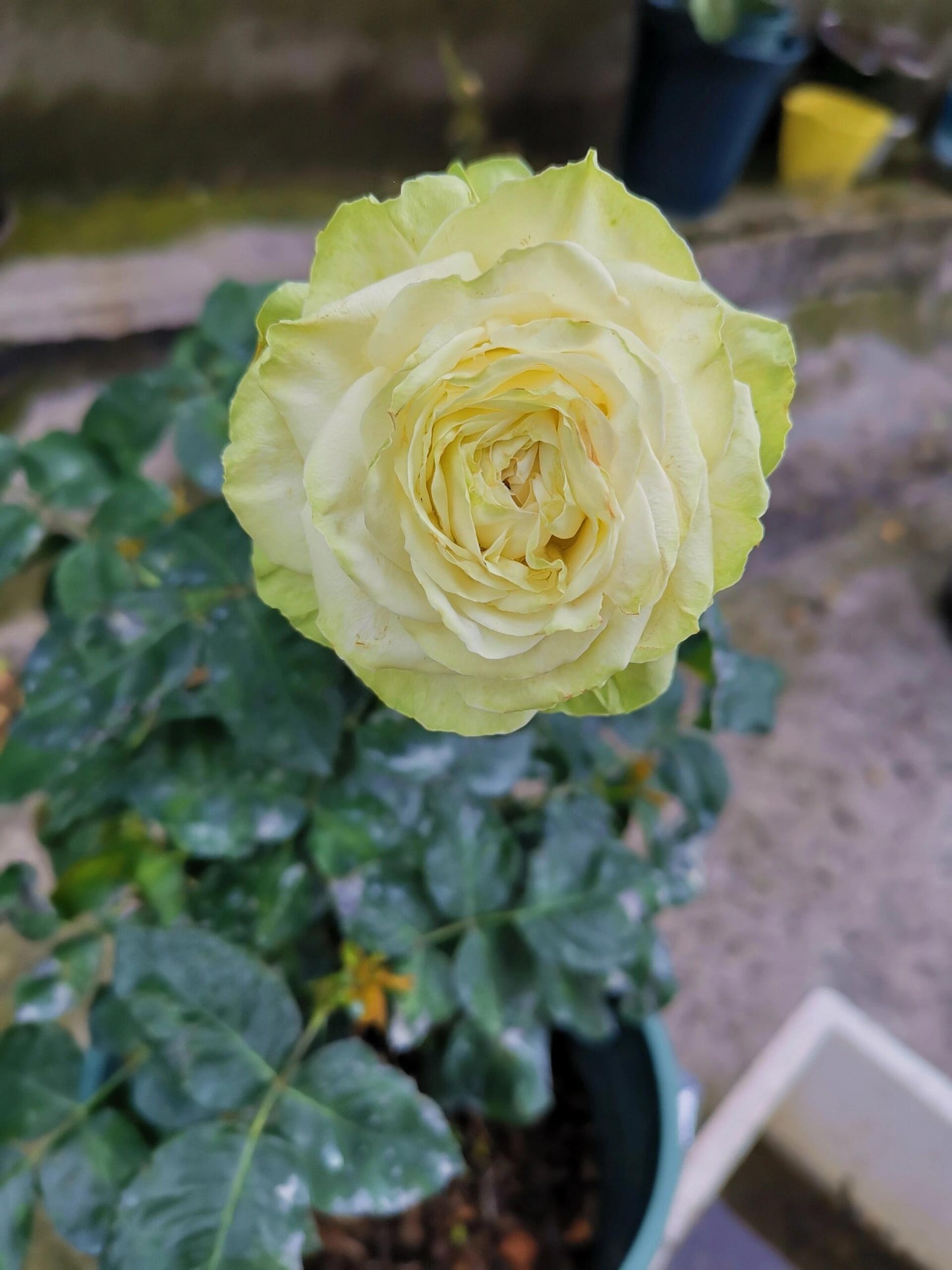 Rose【Wakana｜わかな】-1.5 Gal OwnRoot LivePlant｜Green Rose｜若菜｜木村卓功