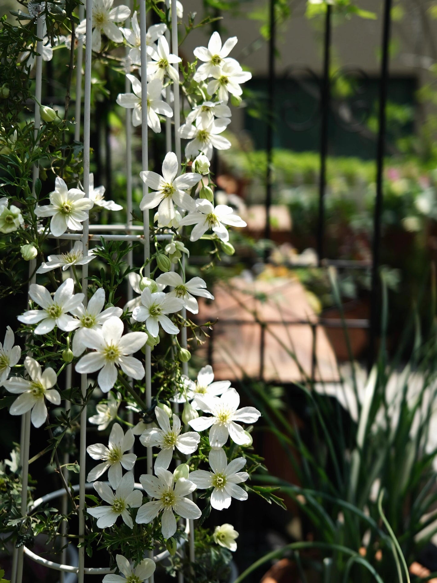 Clematis【Joe】- Liveplant｜银币｜Popular Floral waterfall