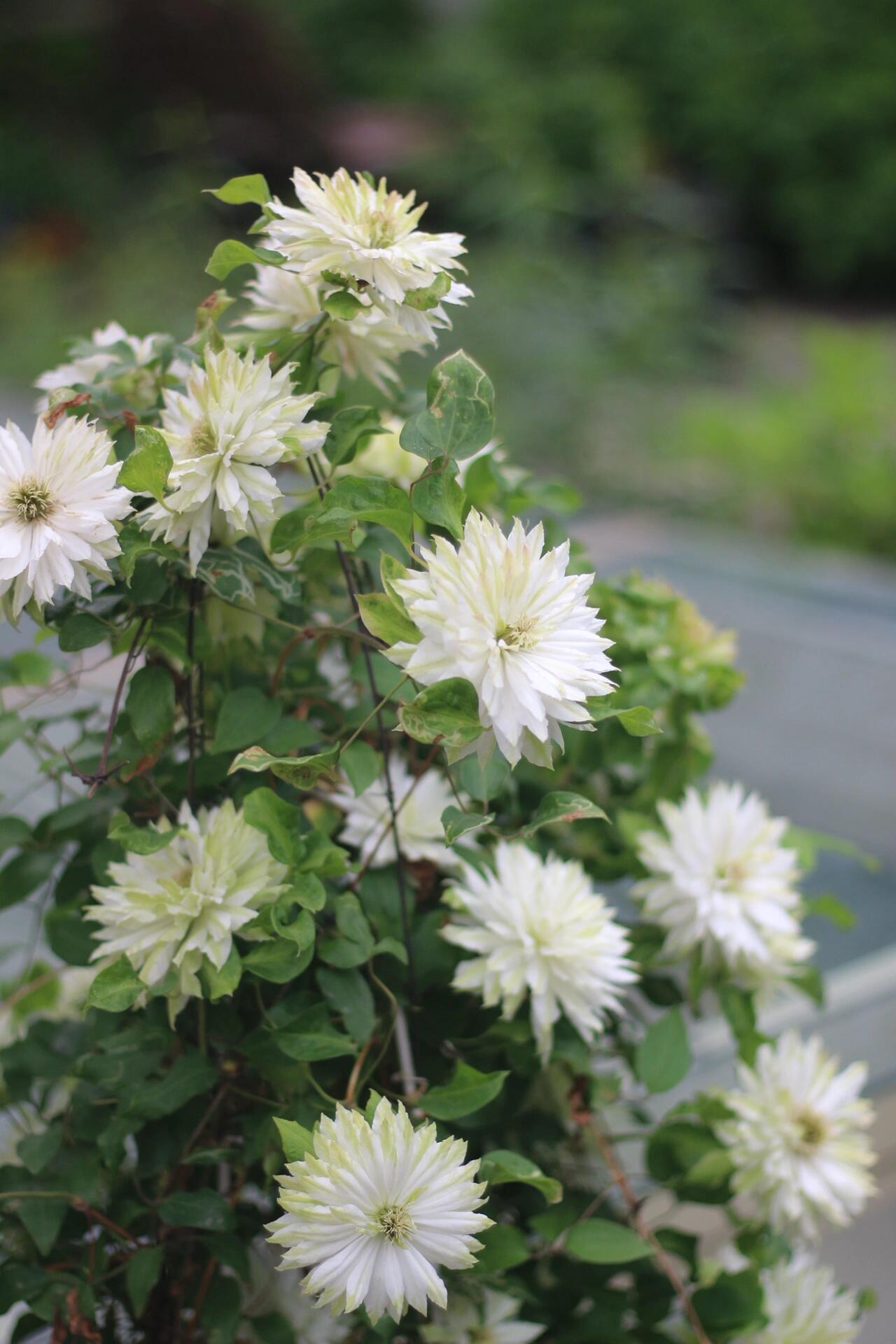 Clematis - 【Sen no kaze|千の風】10P LivePlant| Tetsuya Hirota| 风之森林| Cold Hardy | Rare Double-flowered|