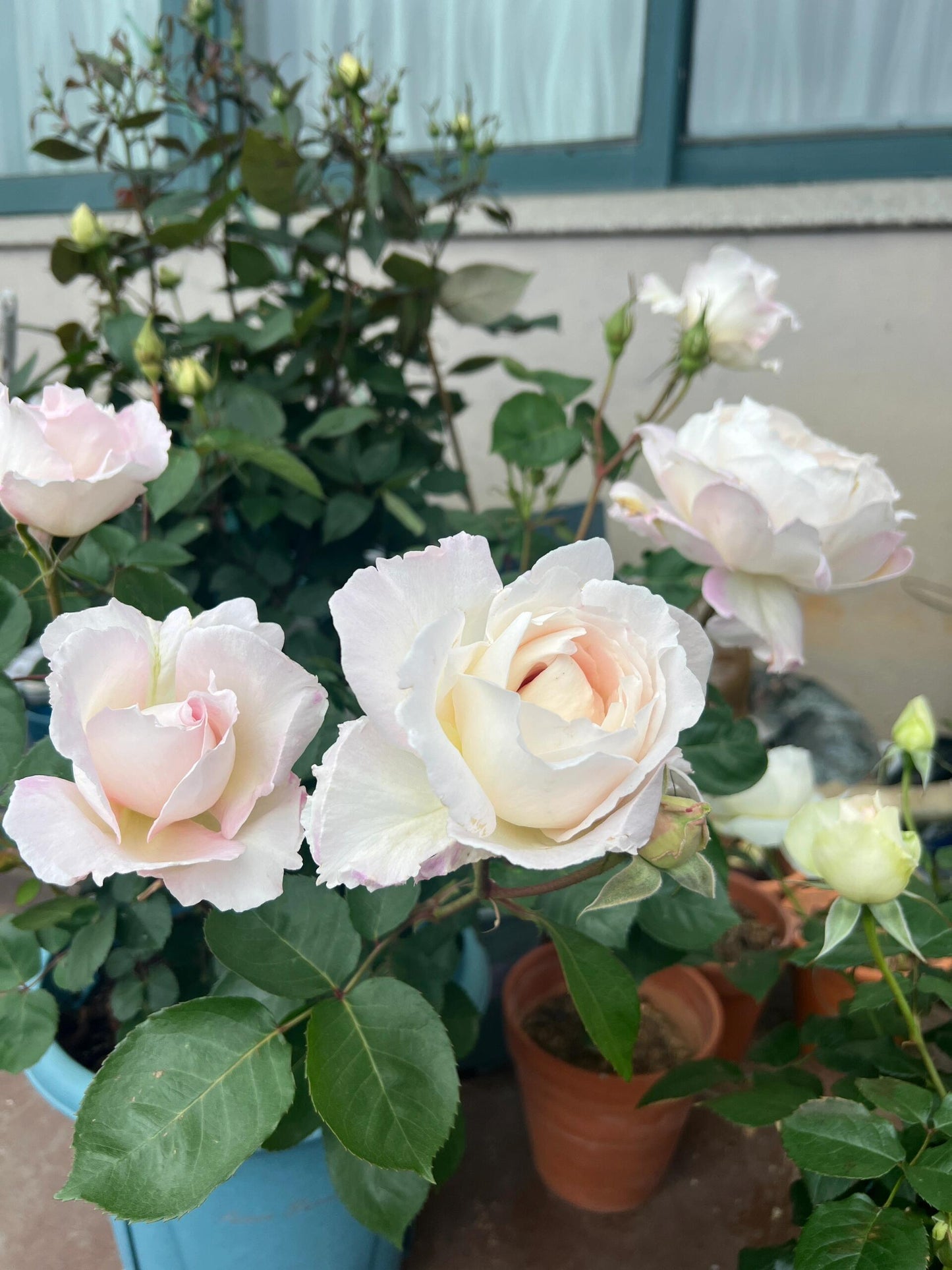 Rose【Princess Tenko｜プリンセステンコー】- 3 Gal LivePlant｜Rare Japanese Rosa｜天宫公主｜Large Bloom｜Heat Resistant |Floribunda Rose| Gradient