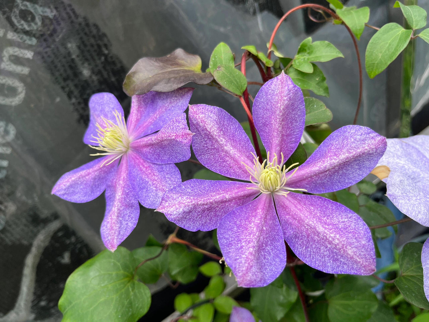 Clematis【Chameleon】- LivePlant｜变色龙｜Sandblasted Flowers