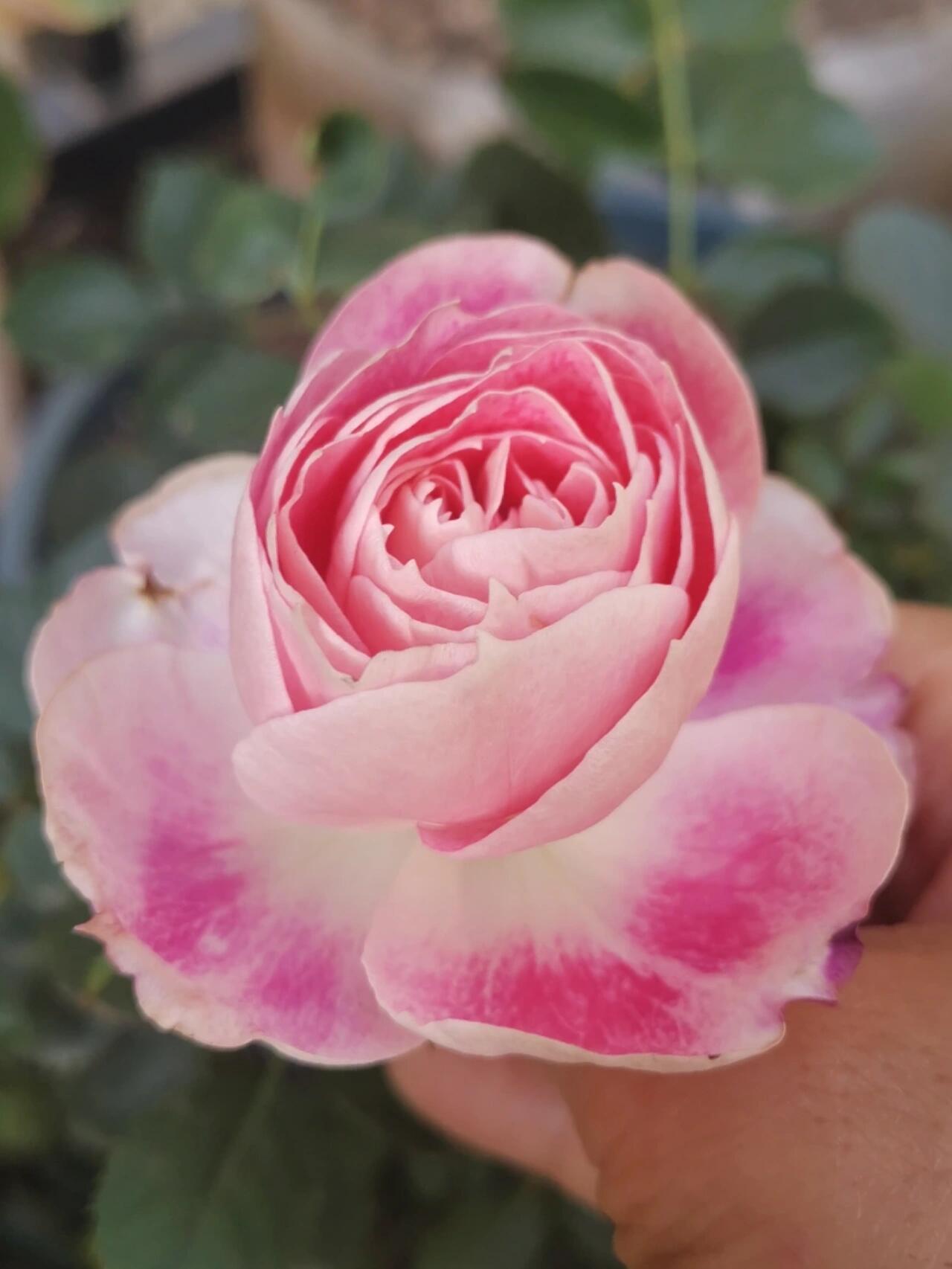 Rose【Carefree Wonder】- 1 Gal LivePlant｜仙境