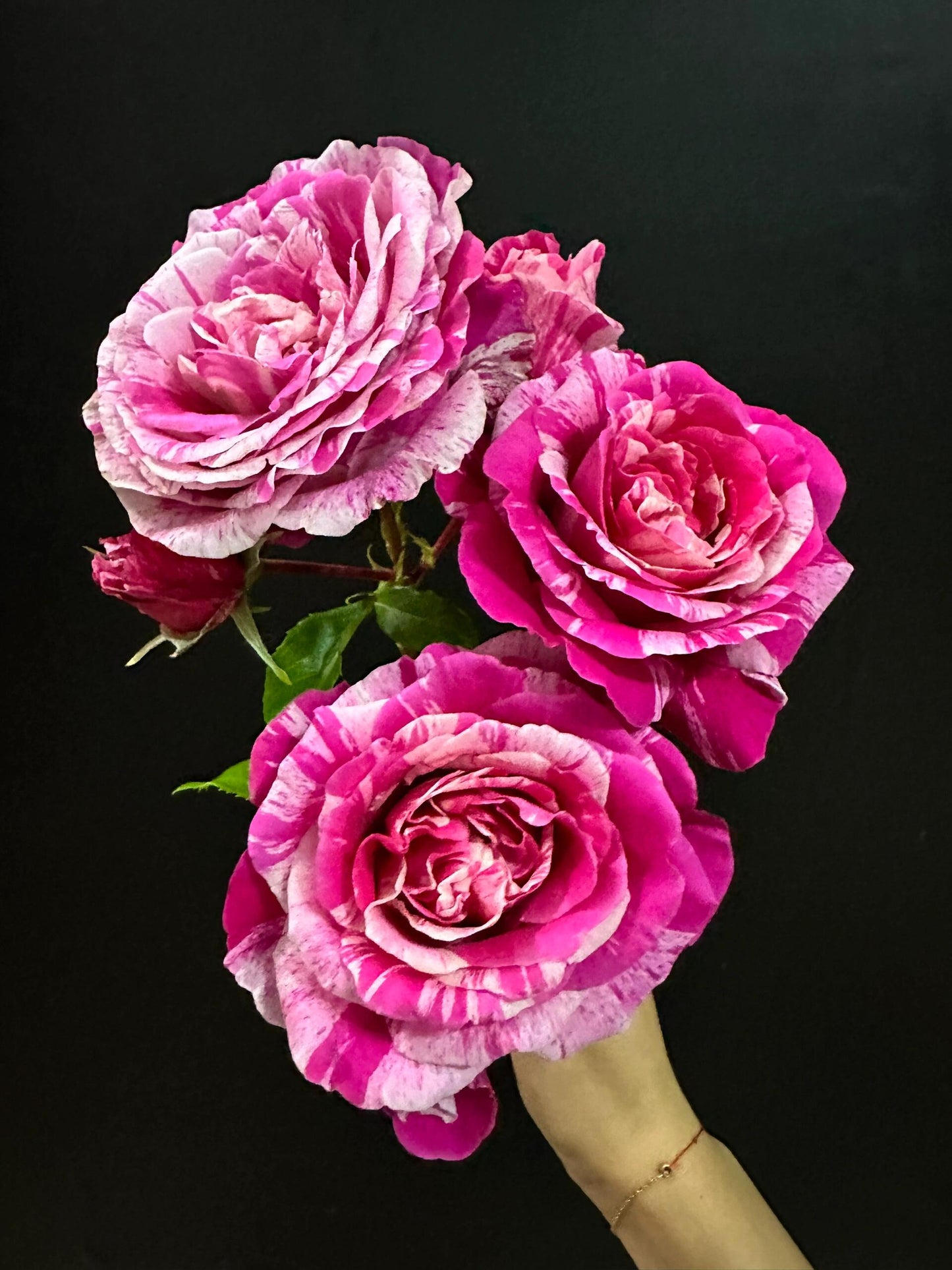 Striped Rose【Ines Sastre】-2 Gal OwnRoot Liveplant｜Thornless伊蕾莎斯特| MEIteratol| Respberry Cream Twirl| Colibri Farbfestival| Fruity Scent| Trendy Variety