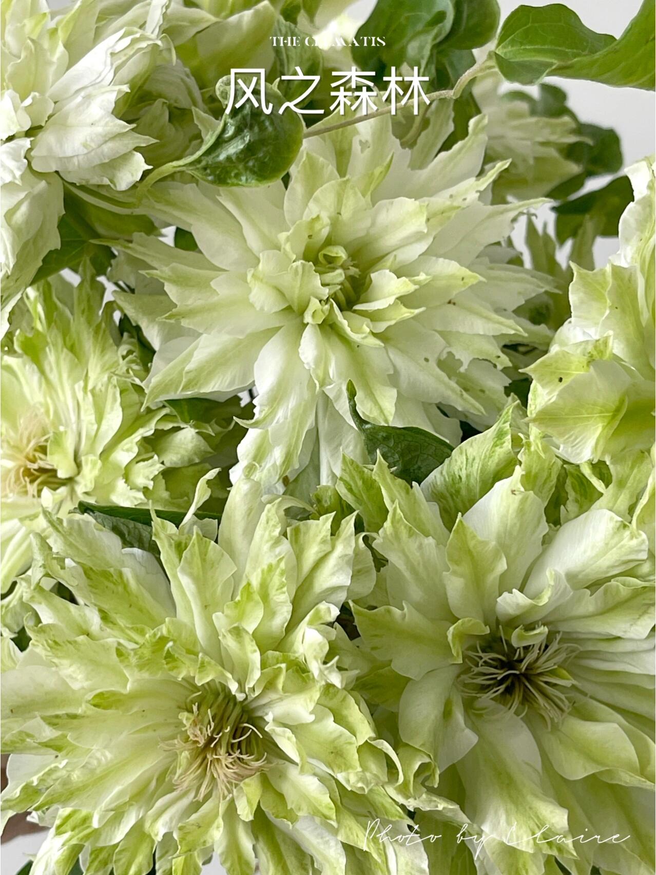 Clematis - 【Sen no kaze|千の風】10P LivePlant| Tetsuya Hirota| 风之森林| Cold Hardy | Rare Double-flowered|