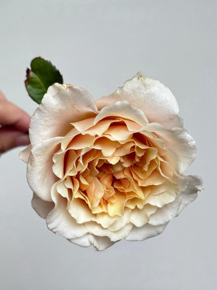 Rosa【Ben Weatherstaff｜ ベン ウェザースタッフ】- 1.5 Gal OwnRoot LivePlant｜Japanese 2020 New Variety｜ Vintage Large Bloom｜wavy edge｜Fragran ｜园丁老班