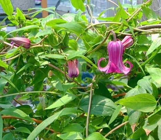 Clematis【Princess Red】- LivePlant｜绯红公主｜Purple-Pink Bell-Shaped Blooming｜