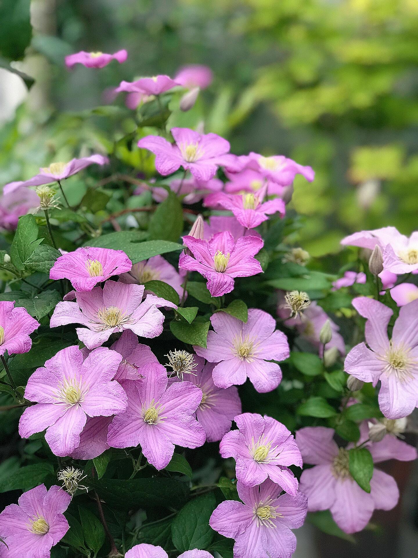 Clematis【Comtesse de Bouchaud】- LivePlant｜包查德 女侯爵｜Cute Flower