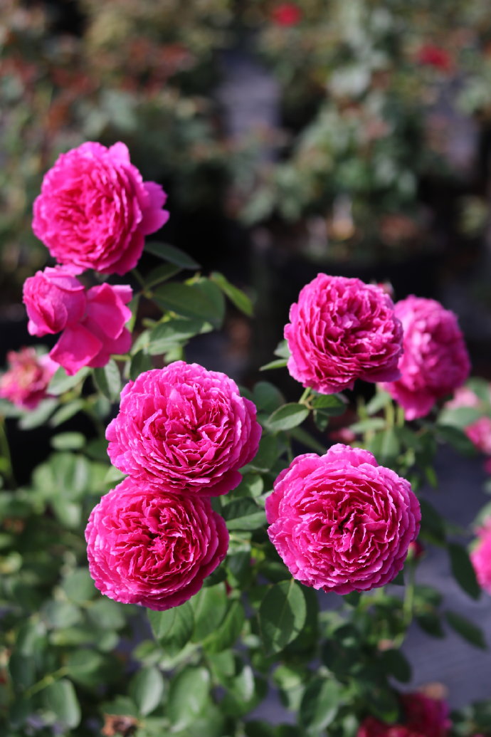 Rose【Ephemeral Grace｜Jing Hong｜惊鸿】- New Variety-2021｜1.5 Gal OwnRoot｜Heat Resistant｜Large Bloom 12cm+｜