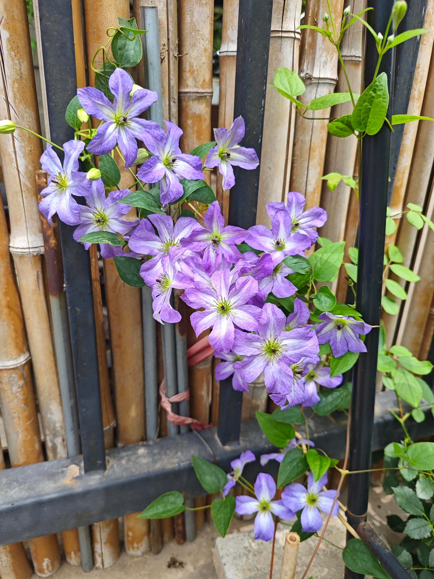 Clematis【Sea Breeze】- Live plant with flower buds｜海风｜Blue Clematis