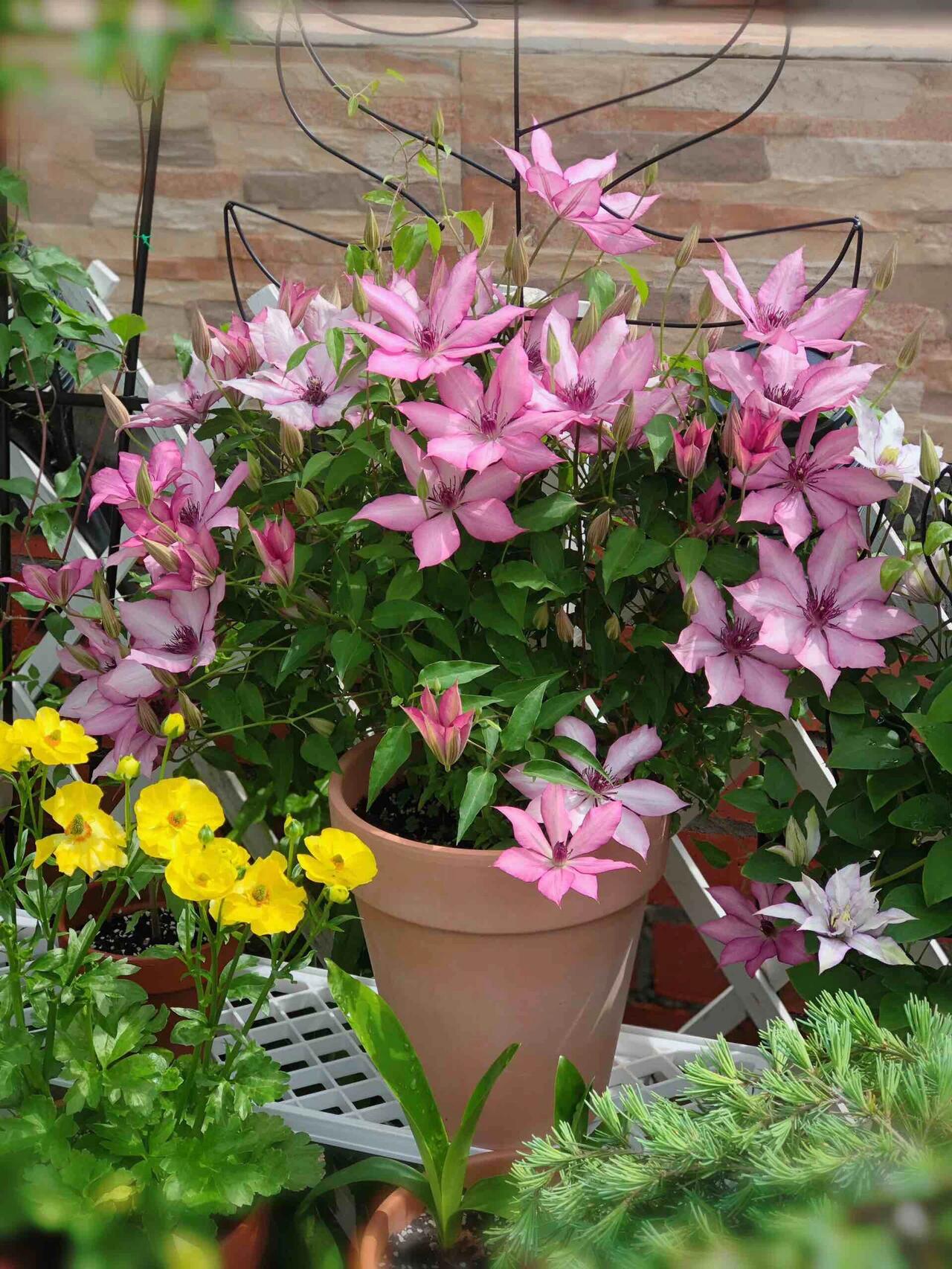 Clematis【Giselle】- LivePlant｜吉赛尔｜Large Flower｜Vintage Pink| Cold Hardy| Exquisite| Flower Waterfall| Beginner-Friendly| Compact Patio| Vine