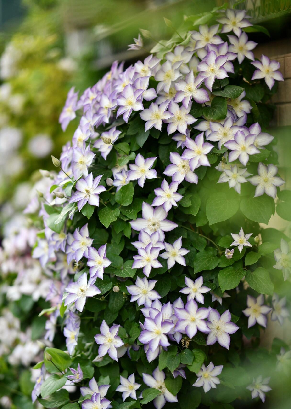 Clematis【Lucky Charm】- 9P Liveplant｜Large Bloom｜