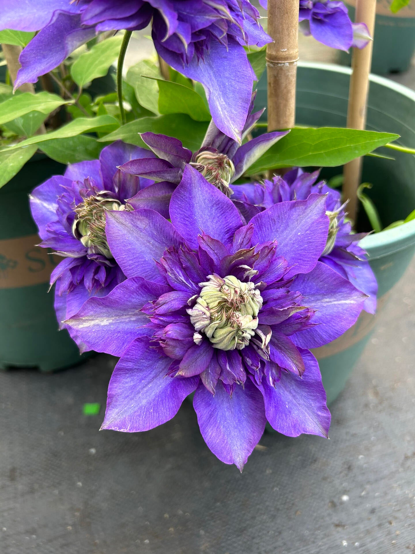 Clematis【Suisei Nigou｜スイセイ２号】- 9P LivePlant｜Japanese Rare Clematis｜水星二号｜彗星二号