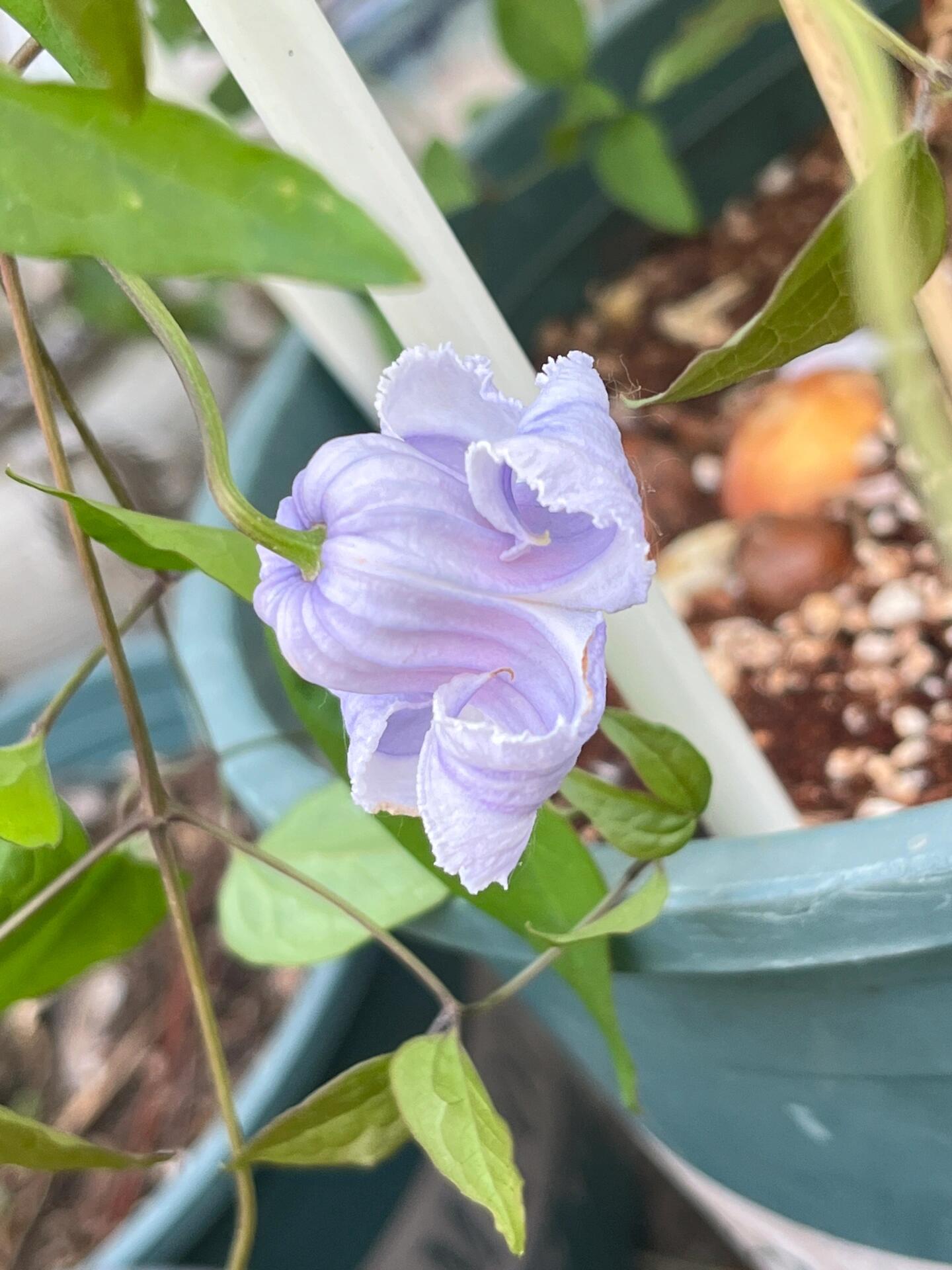 Blue Octopus Clematis【クリスパ・エンジェル| Crispa Angel】-LivePlant｜克里斯帕天使｜Bell-shaped｜Clematis florida var. sieboldiana｜タコクレマチス