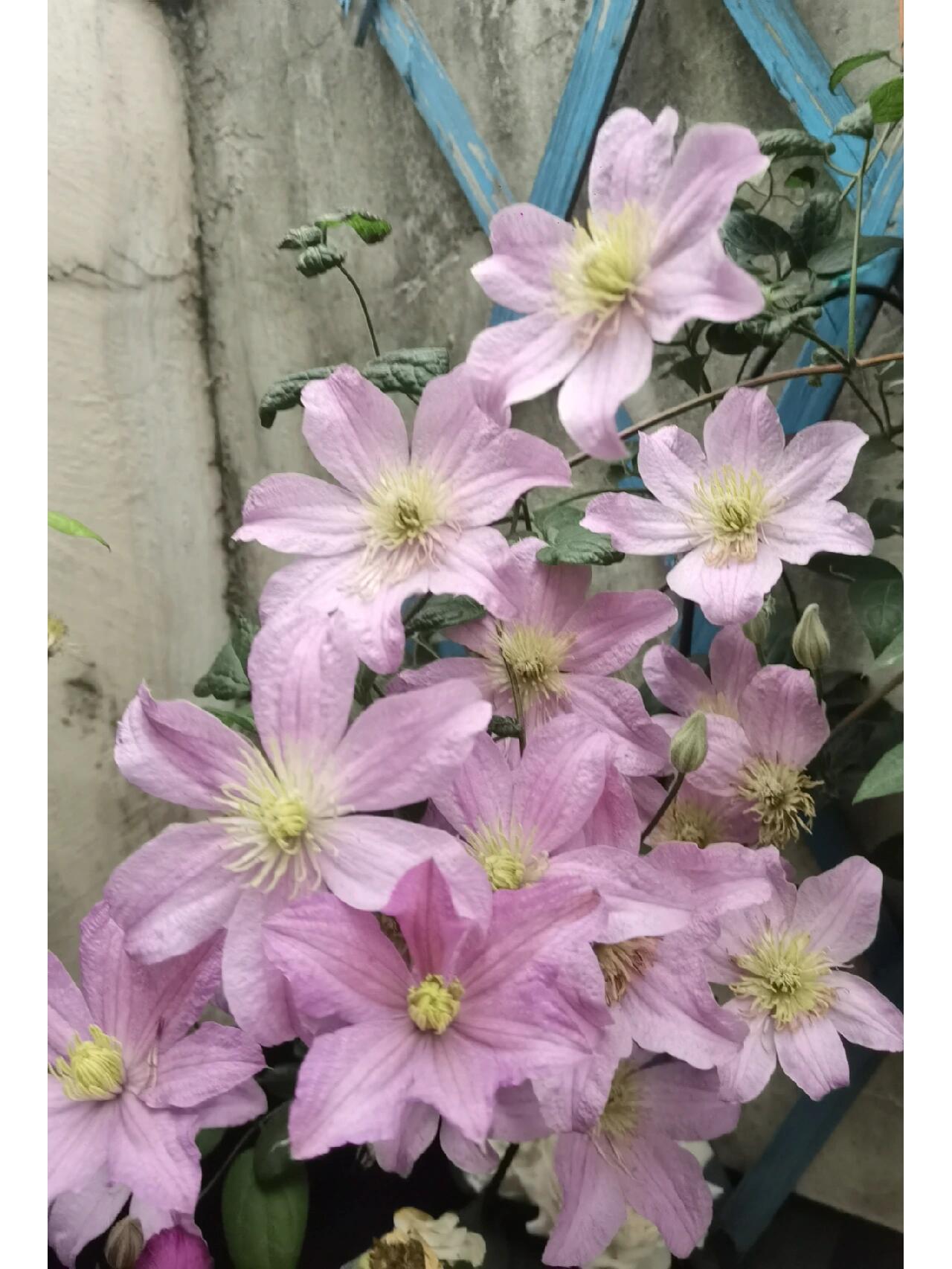 Clematis【Comtesse de Bouchaud】- LivePlant｜包查德 女侯爵｜Cute Flower