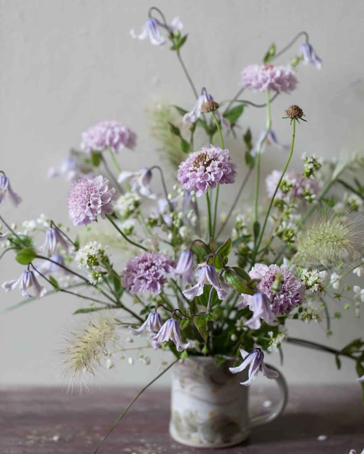 Clematis【Twinkle】- LivePlant｜Clematis Integrifolia 闪烁｜Cold hardy｜Cut Flower