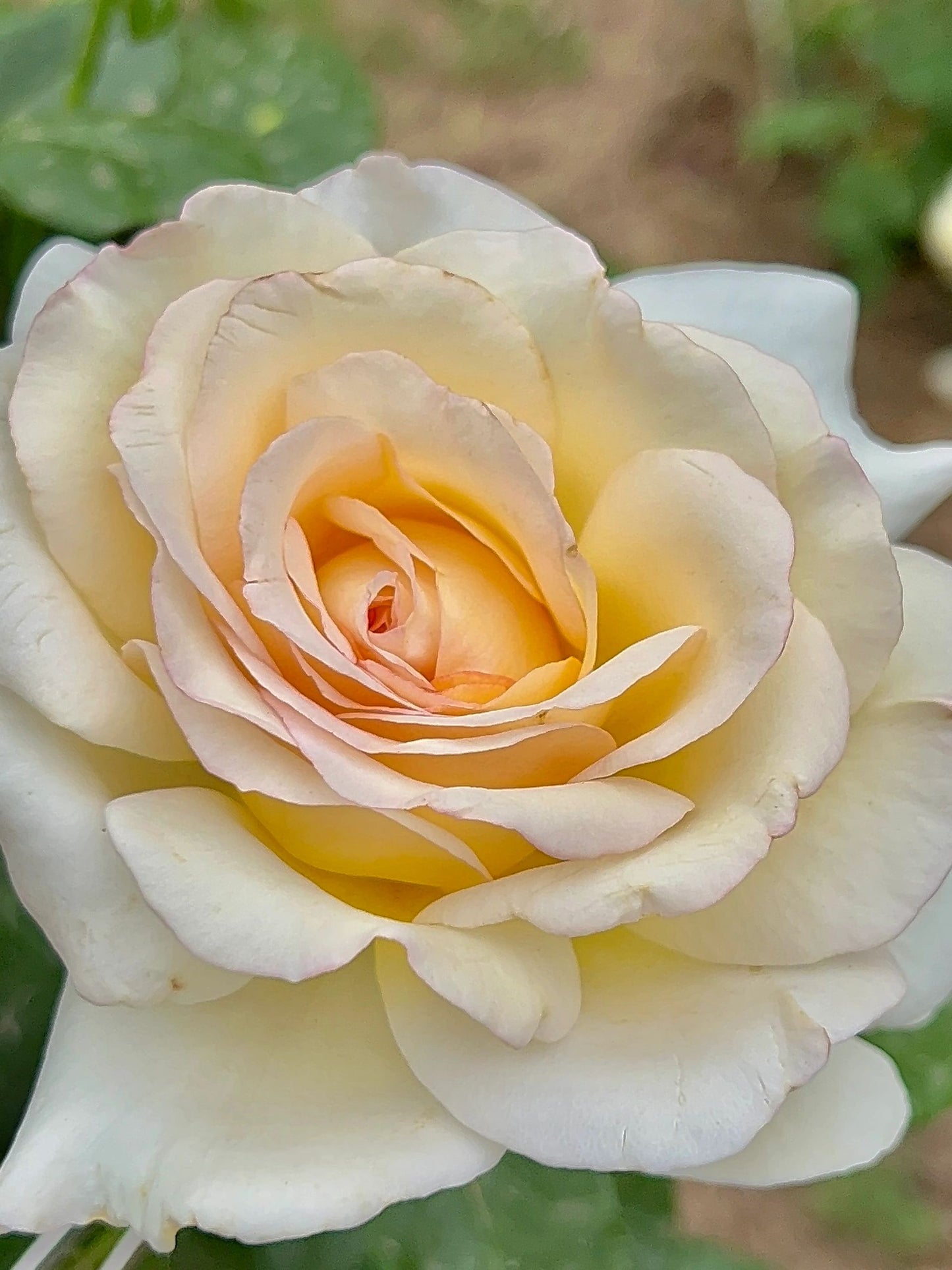 Rose【Anastasia】- 1.5 Gal OwnRoot LivePlant｜假面公主｜Award-Winning Variety｜Popular Yellow