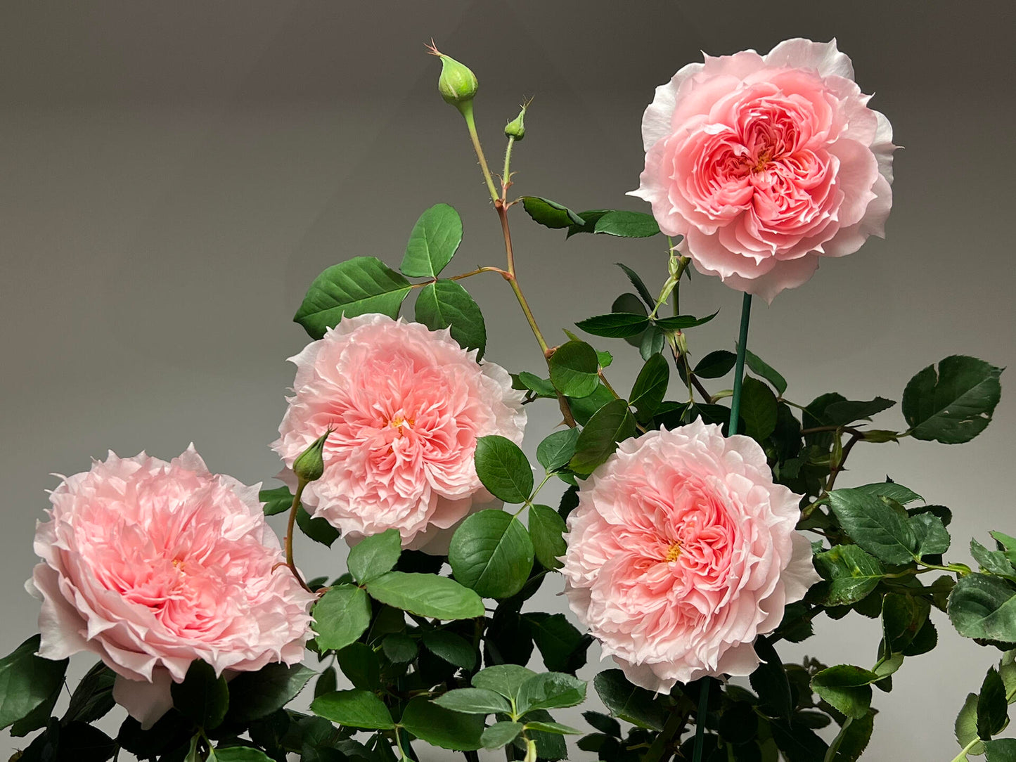 Rose【Monique Darve】1.5 Gal OwnRoot | Strong Disease Resistance| Strong Upright Flowers| Long flowering period| Bloom Repeatedly|莫妮卡戴维