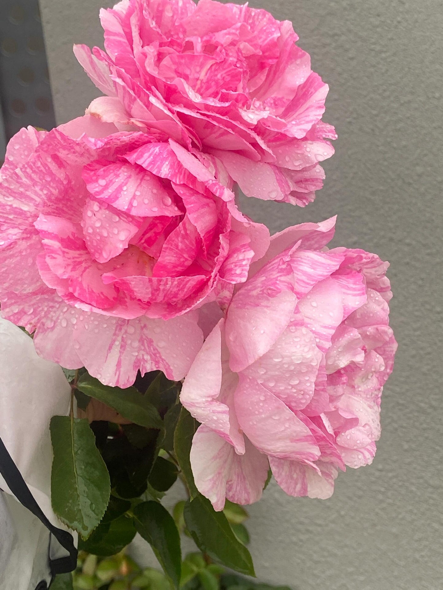 Rose【Yves Splash｜Charlotte| イヴスプラッシュ】- 2Gal Grafted-LivePlant| Rare Japanese Perfumed Rose| 伊芙飞溅| Award-winning| Stripes Yves| Peony Bloom