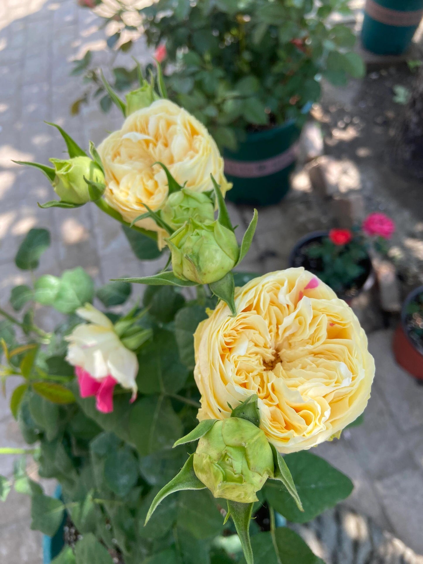 Rose【Fugetsu｜ふうげつ】-Surprise Rosa|  风月| Heat Resistant| Abundant Blooming| Less Thorns| Surprise rose| 風月| Balcony Rose