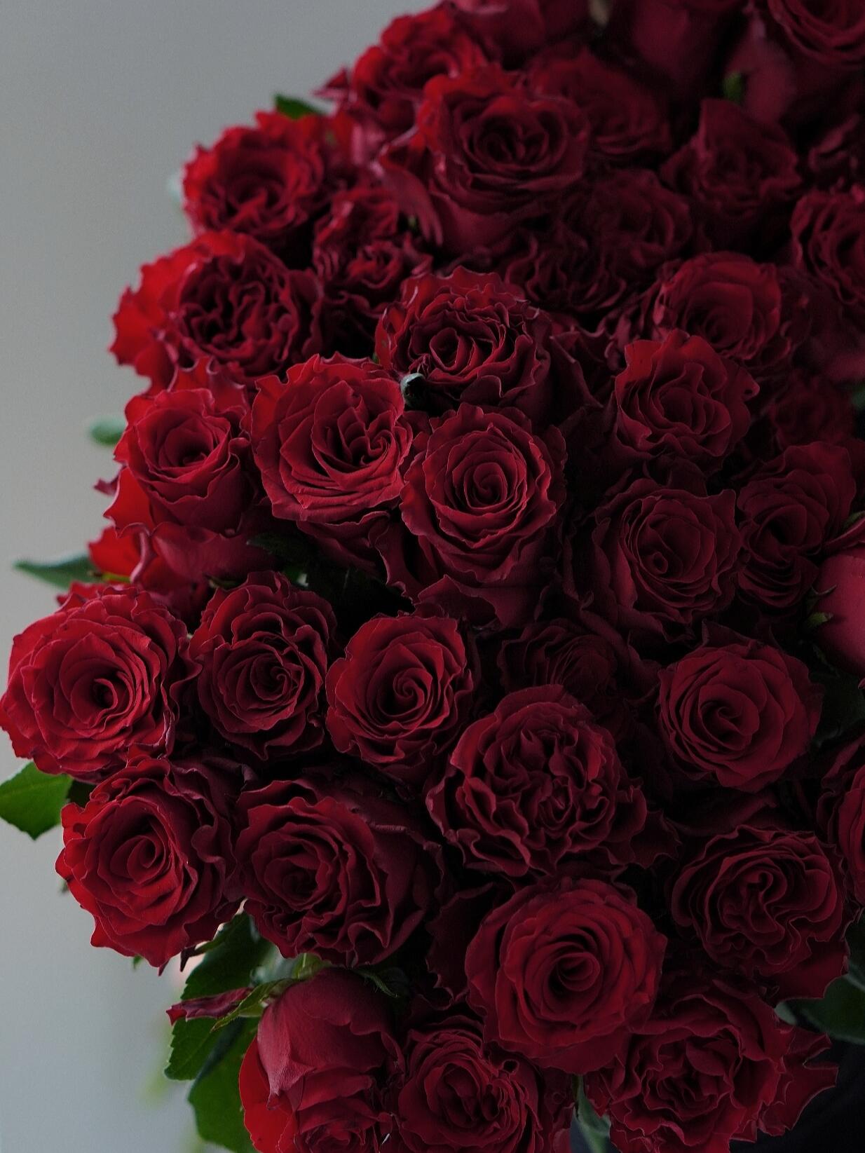 Rose【Rhodos】-OwnRoot LivePlant |Love｜罗德斯| Extended Vase Life| Less Thorns| One of the most Long-Lasting Velvet Red Rose| Cut Flower