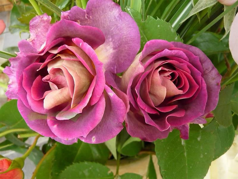 Rose【Diablesse de Mers｜MASdiame】- 1 Gal Live Plant｜Jasmine Fragrance｜Variable in color and form｜恶魔的海洋｜麦斯妖女