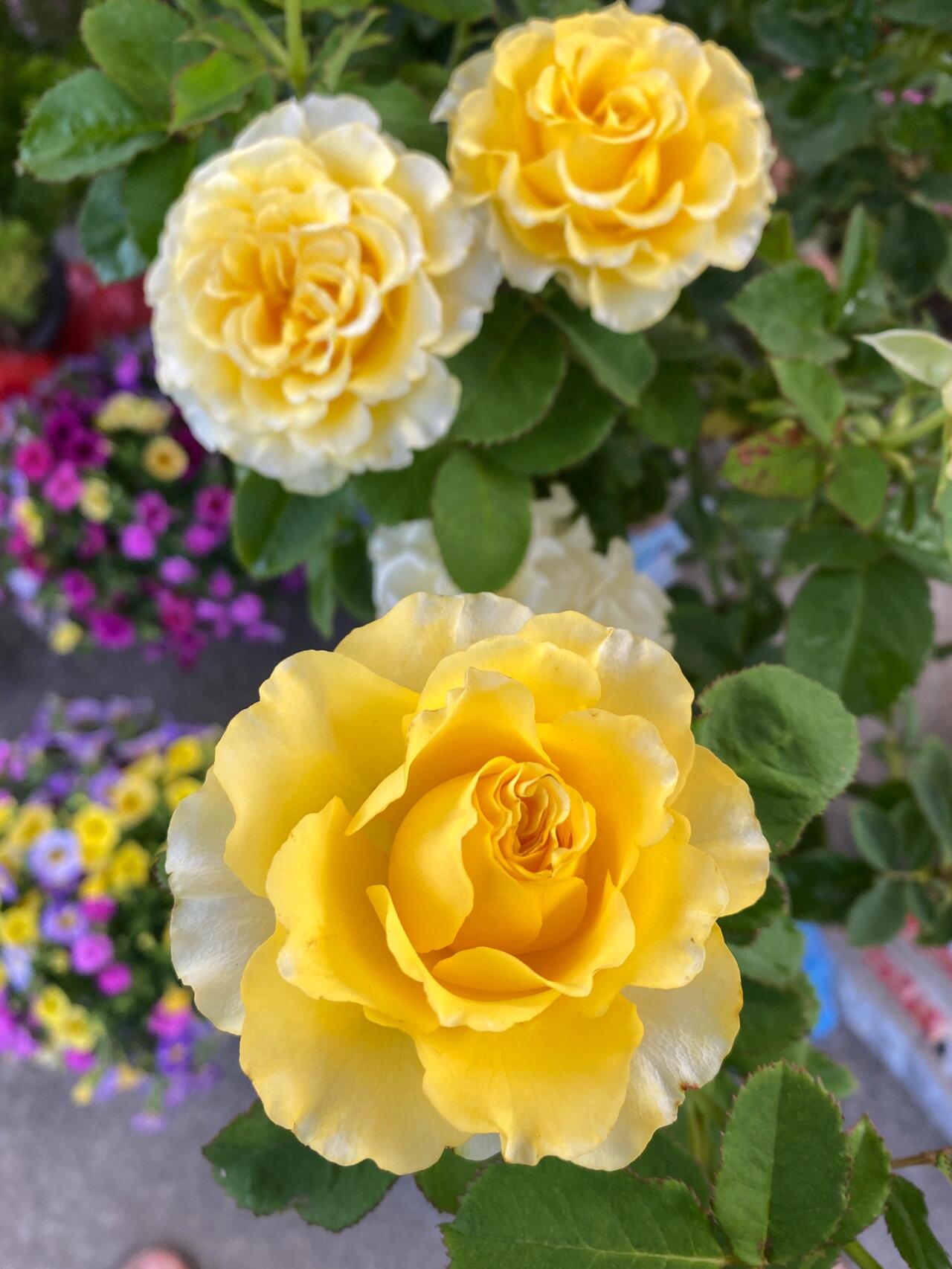 Rose【Shell｜貝殻】-1.5 Gal OwnRoot LivePlant｜Popular Japanese Floribunda Rose 贝壳｜Large Bloom｜Long vase life| Heat Resistant| Easy to Grow| Lace