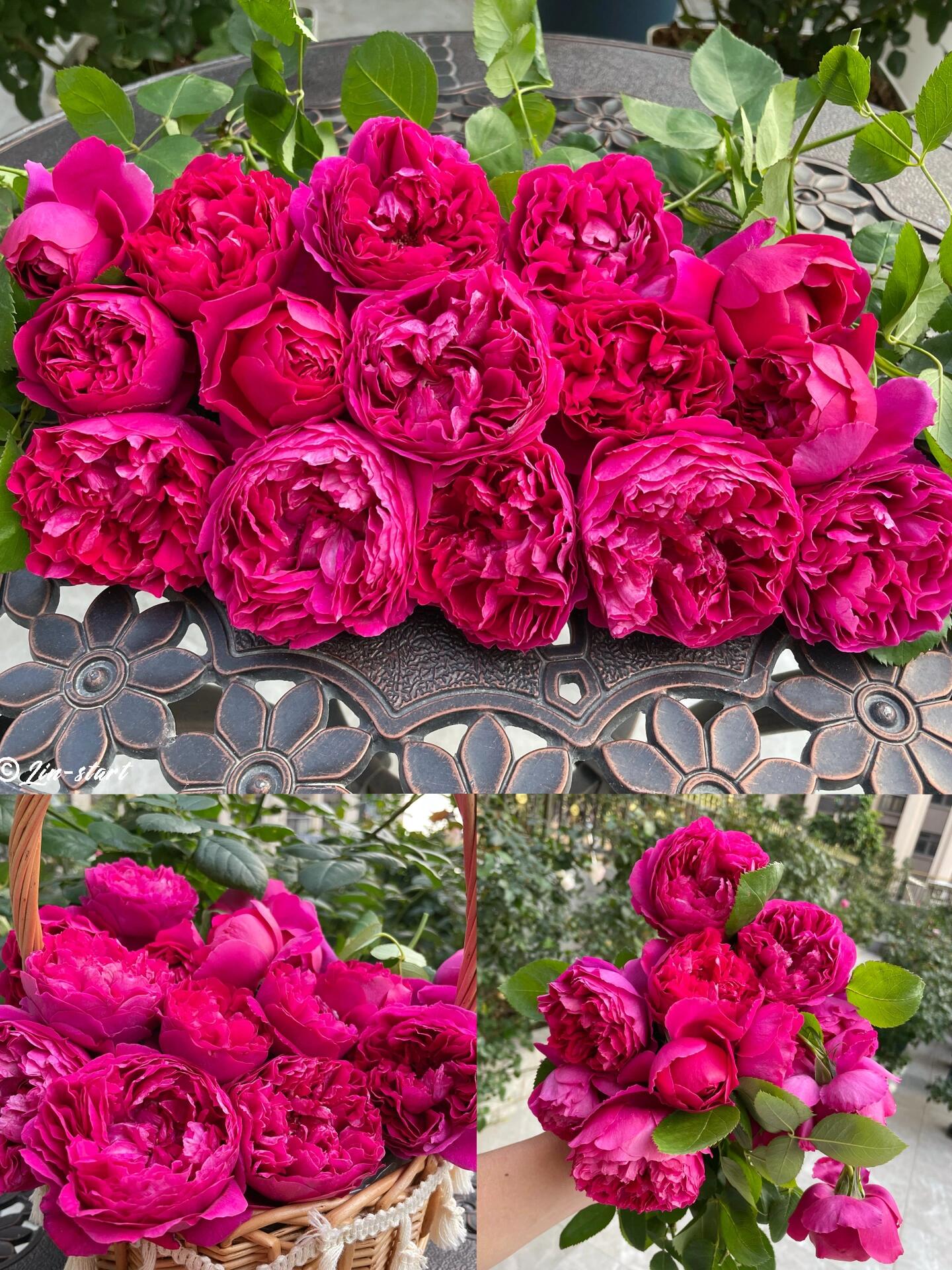 Rose【Ephemeral Grace｜Jing Hong｜惊鸿】- New Variety-2021｜1.5 Gal OwnRoot｜Heat Resistant｜Large Bloom 12cm+｜