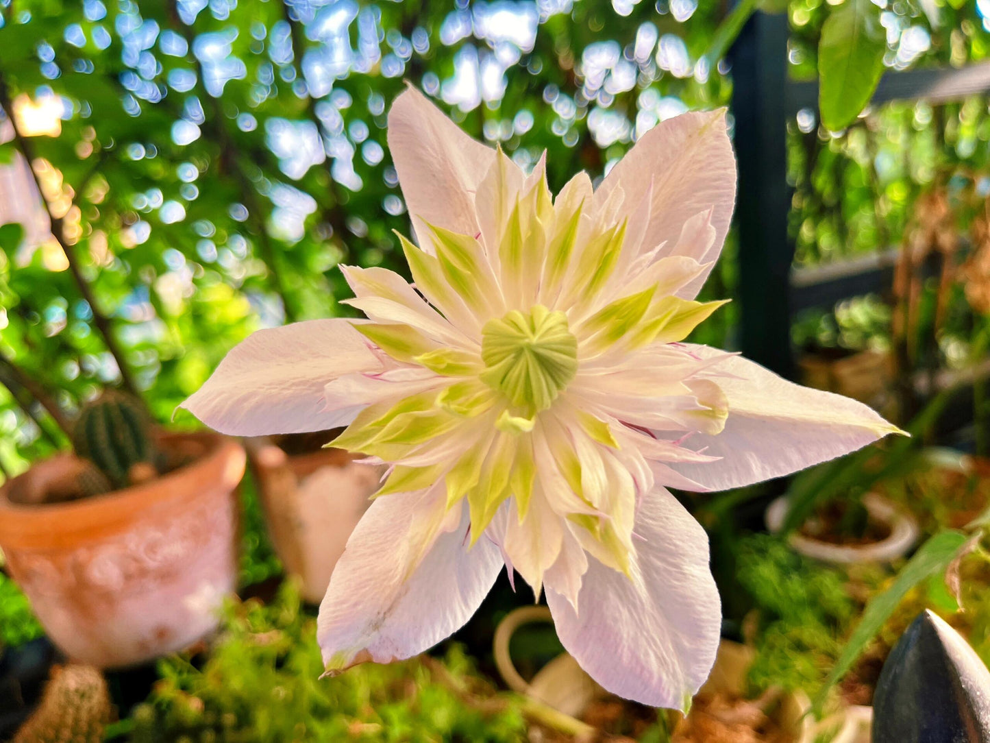 Clematis 【Shamshe】- 9P LivePlant| Double-flowered| Cold Hardy| 昼天使| 桃万重| Heat Resistant