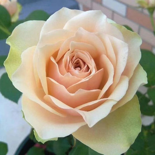 Rose【Kaoruko ｜カオルコローズ】2 Gal+ Own Root Bare Root｜Rare Japanese Rose| 熏子 玫瑰| Vintage Palette| Long flowering period| 木立バラ|