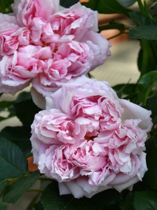 Rare Rose【Rose Antoinette｜ローズ・アントワネット】-1 Gal+ OwnRoot BareRoot｜绝代艳后| Sport of Pompadour |木立バラ| Redolent| Floribunda Rose|