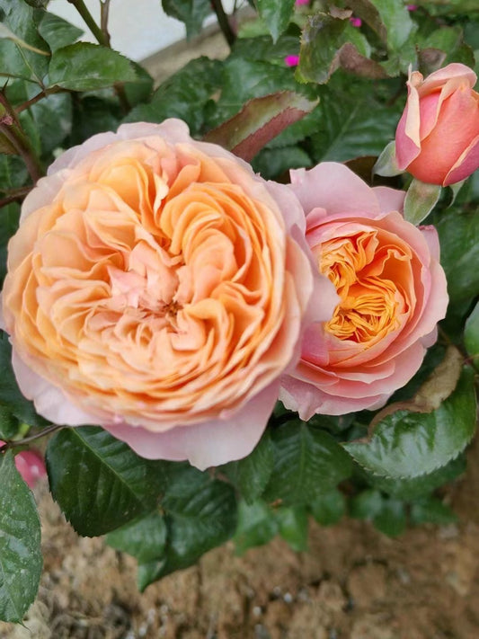 Rose【Vuvuzela| ブブゼラ】- 1.5 Gal OwnRoot LivePlant｜Heat  Resistant| Strong Disease Resistance| 温柔珊瑚心| Romantica Cutting Rose| Netherlands|