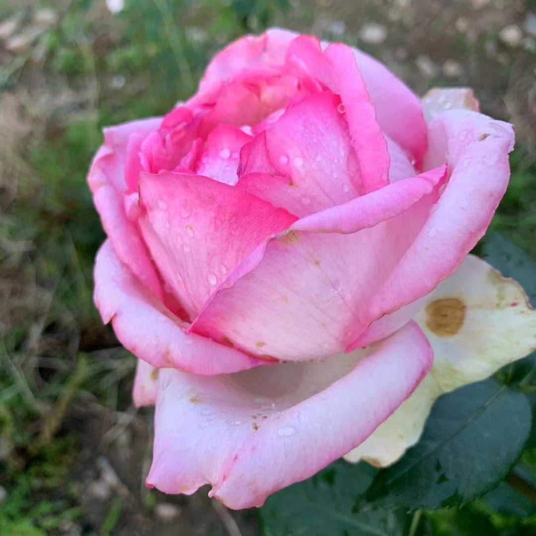 Rose 【La Rose Optimiste 】オプティミストの - Own Root｜Large Bloom| 乐天派｜Similar to Eden | Gradient| Cutting Rose| Easy to Grow| Heat Resistant|