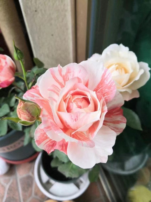 Rosa【La Zebra Patience|ラ シャンス ゼブラ 】OwnRoot-Rare | Thornless | Versatile | Stripes| Strong adaptability| Bloom Repeatedly| 斑马耐心| Unique color