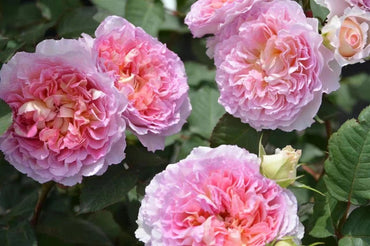 Rose【Träumerei｜トロイメライ】-3 Gal OwnRoot ｜New Variety- 2020｜梦幻曲| Heat Resistant| Strong Growth| Rich in color| Easy to Grow| 夢幻曲 |