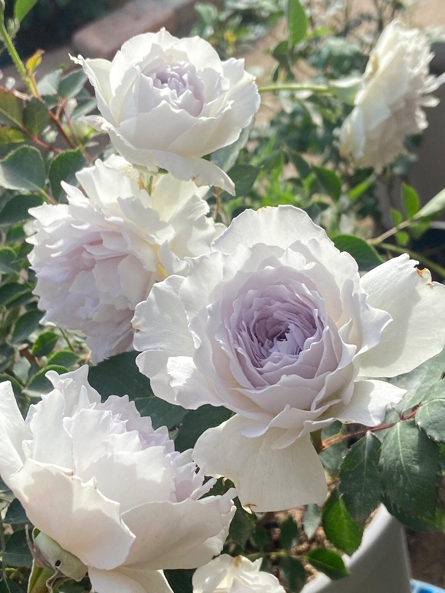 RARE Rose {Gabriel} - ガブリエル | 1Gal + OwnRoot | Award-winning 加百利大天使| Thornless| Heat Resistant| Sun Tolerant| Strong Disease Resistance| Potting