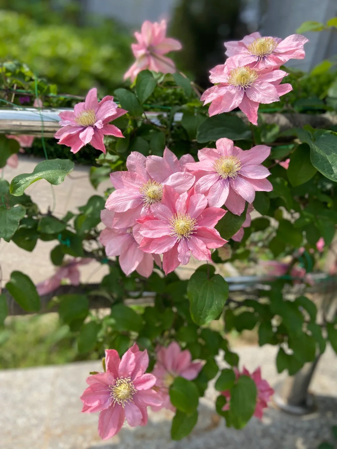 Clematis 【Little Mermaid】- 9P LivePlant| 小美人鱼