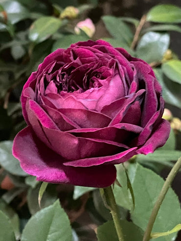 Rose【Royale/ロワイヤル】 OwnRoot|ブラックベルベット| 皇宫|強い耐病性|贅沢|高い適応性|トゲが少ない|強い香り