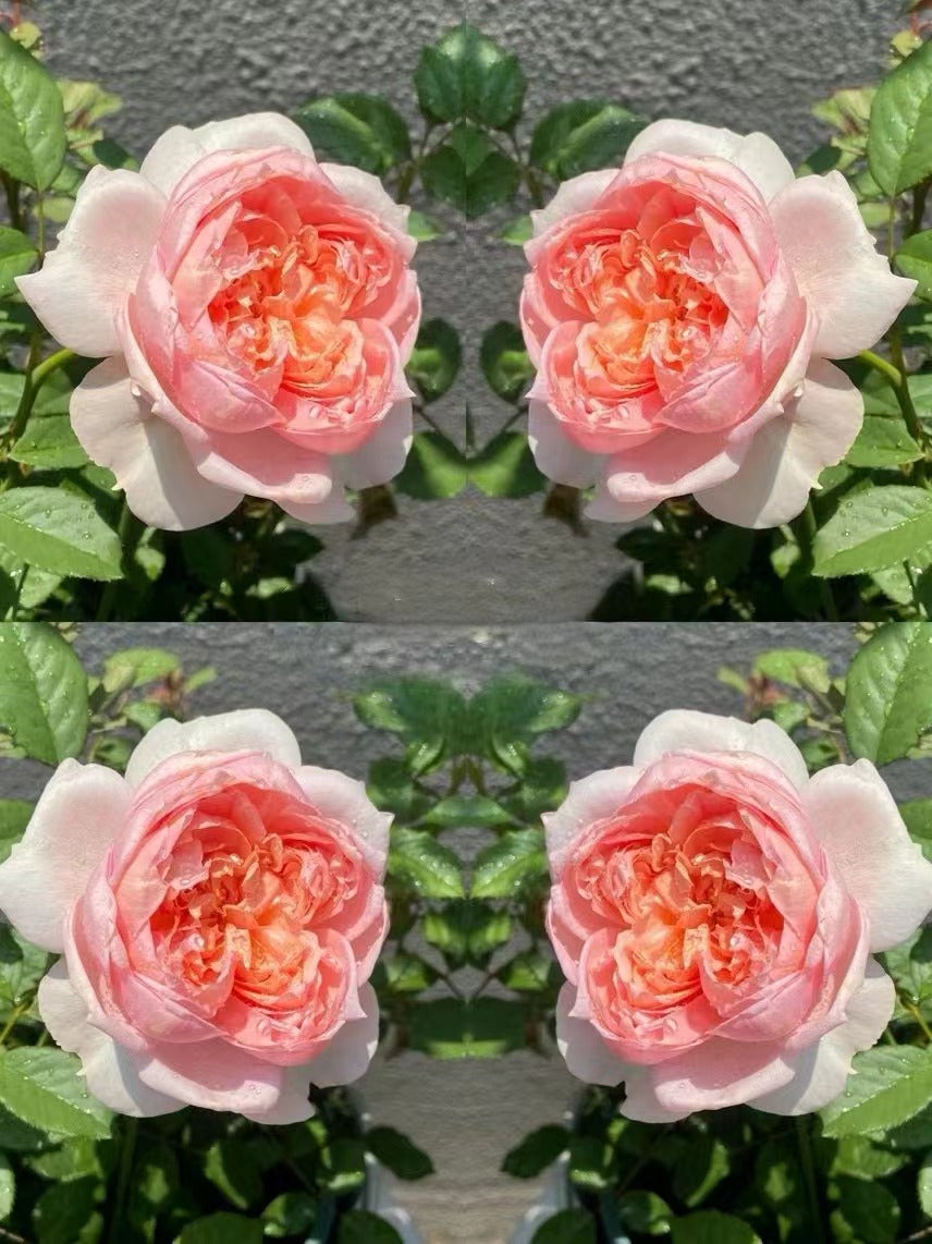 Rare Rose【Tao Ran｜桃染】- 2 Gal Own Root Bare Root｜天狼月季| Strong Musky &Myrrh Fragrance| Large Bloom| Heat Resistant |