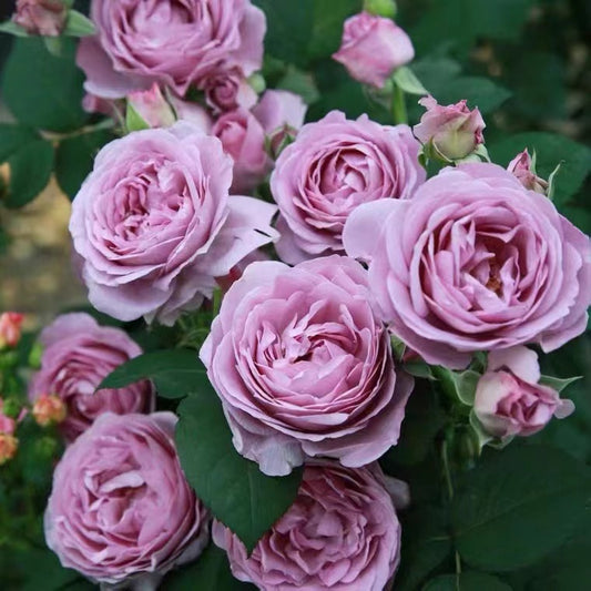 Rosa 【Blue Storm| Shinoburedo|しのぶれど】 - 1.5Gal OwnRoot| Fragrance| Strong Adaptability| Heat-Resisting| Repeated Flowering| LessThorn| 蓝色风暴 2016