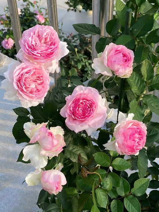 Yves Rose 【Neo Cherry Shallow| ネオシャローチェリー】- 2 Gal OwnRoot Live Plant |今井ナーセリー | Less Thorns| Gradient| Miwako -新浅樱桃| Long flowering period