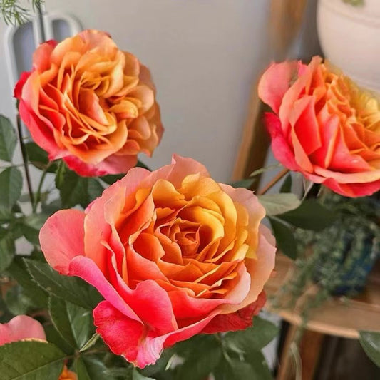 Rose【El Paso Forever】- 2 Gal Own Root LivePlant｜Award-winning| Thornless | 艾帕索| Heat Resistant| Denmark Rosa| Large Flower| Floribunda Rose