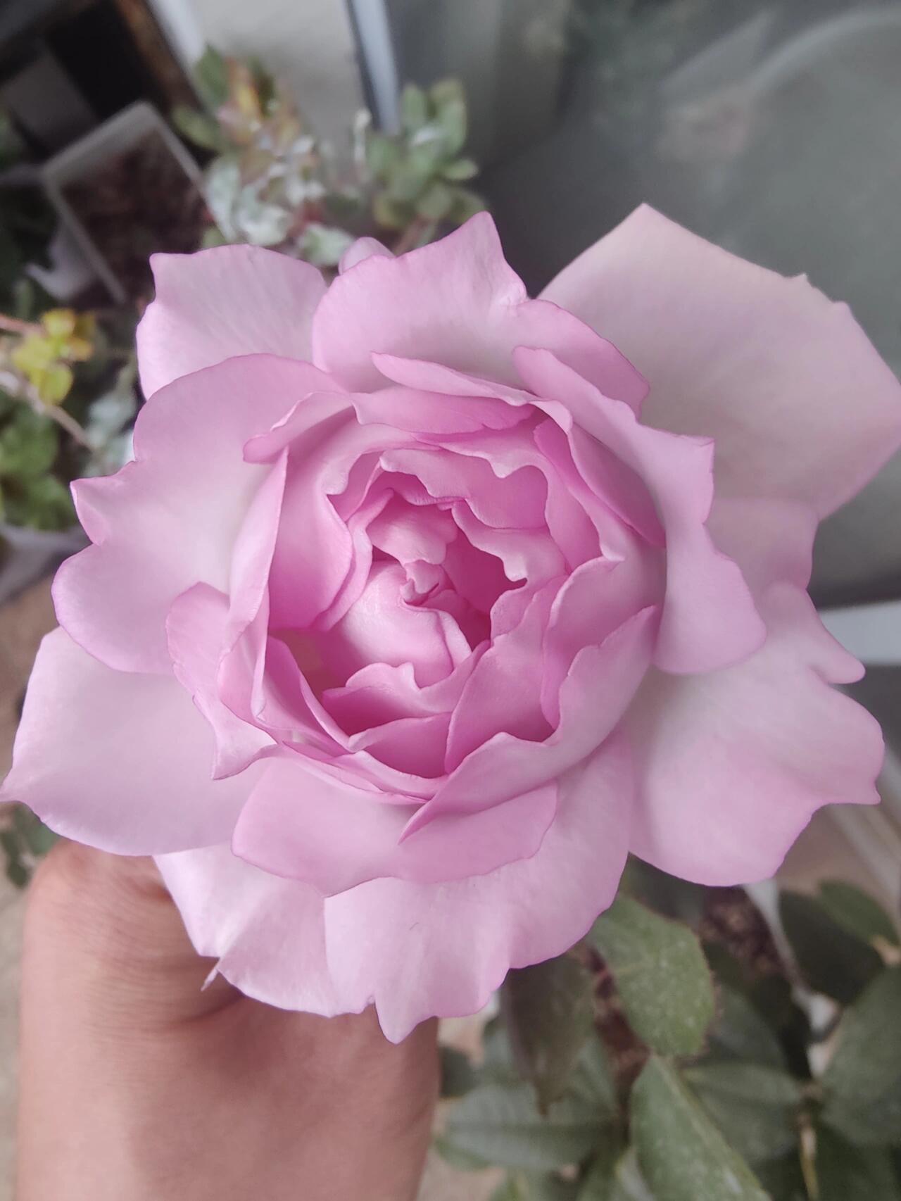 Rose【Lu Ning Xiang｜露凝香| Dew Serenade】- 1.5Gal OwnRoot LivePlant| Heat Resistant| Redolent| Less-Thorns| Dreamy| Highly Recommended| New 2022