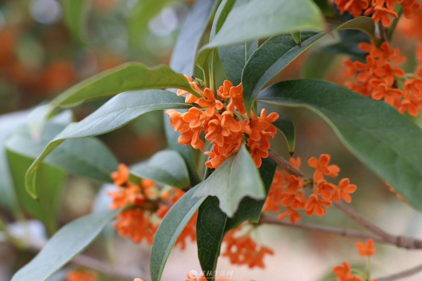 Osmanthus - Red Rare Osmanthus|丹桂| 红色天香台阁| 桂花