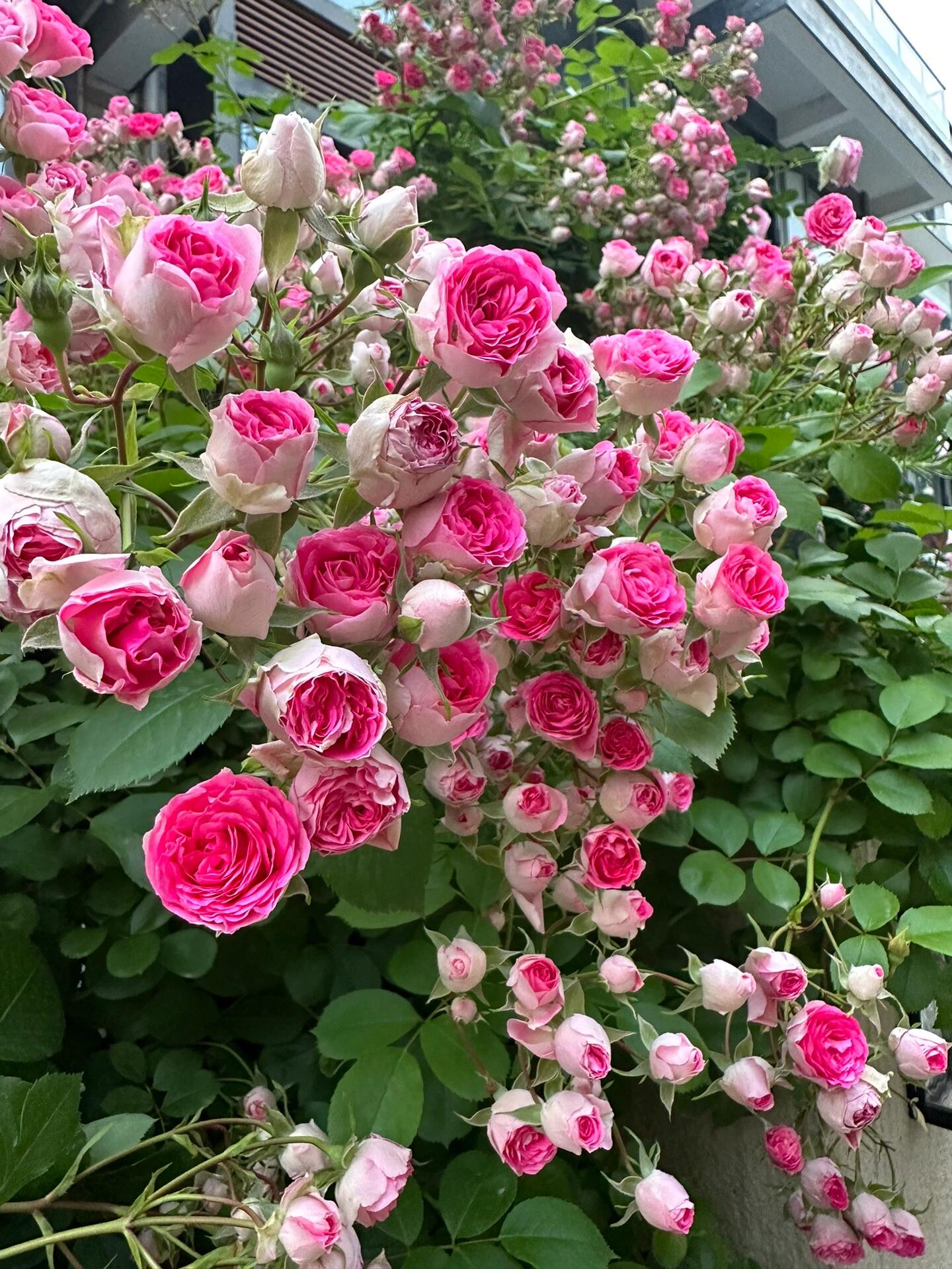 Climbing Rose{Rouge|ルージュ} 胭脂扣|   Award-winning |Flowering Machine| Strong adaptability| Strong Disease Resistance| Heat Resistan