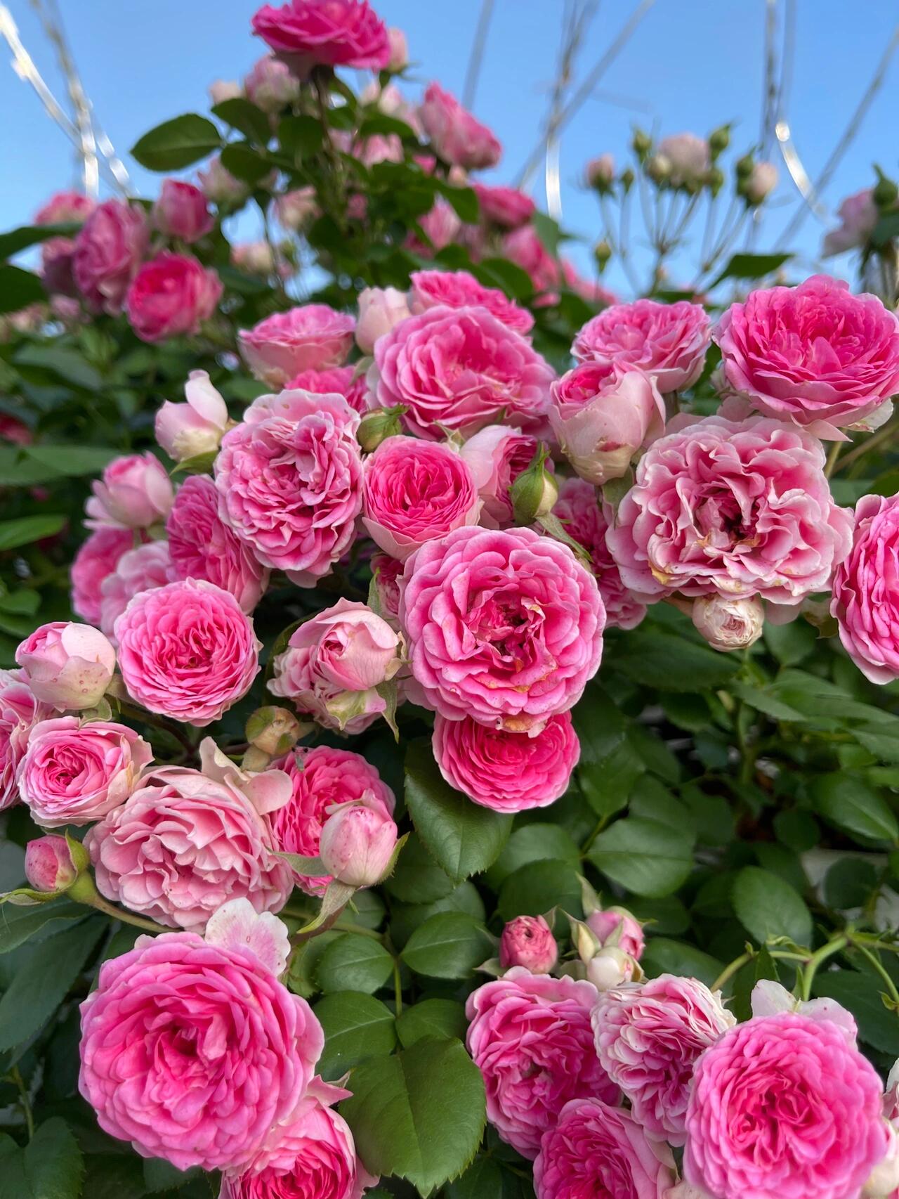 Climbing Rose{Rouge|ルージュ} 胭脂扣|   Award-winning |Flowering Machine| Strong adaptability| Strong Disease Resistance| Heat Resistan