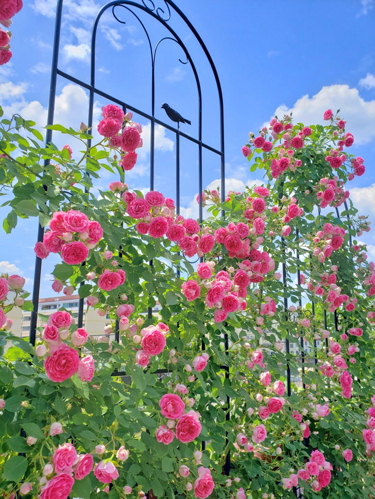 Climbing Rose{Rouge|ルージュ} 胭脂扣|   Award-winning |Flowering Machine| Strong adaptability| Strong Disease Resistance| Heat Resistan