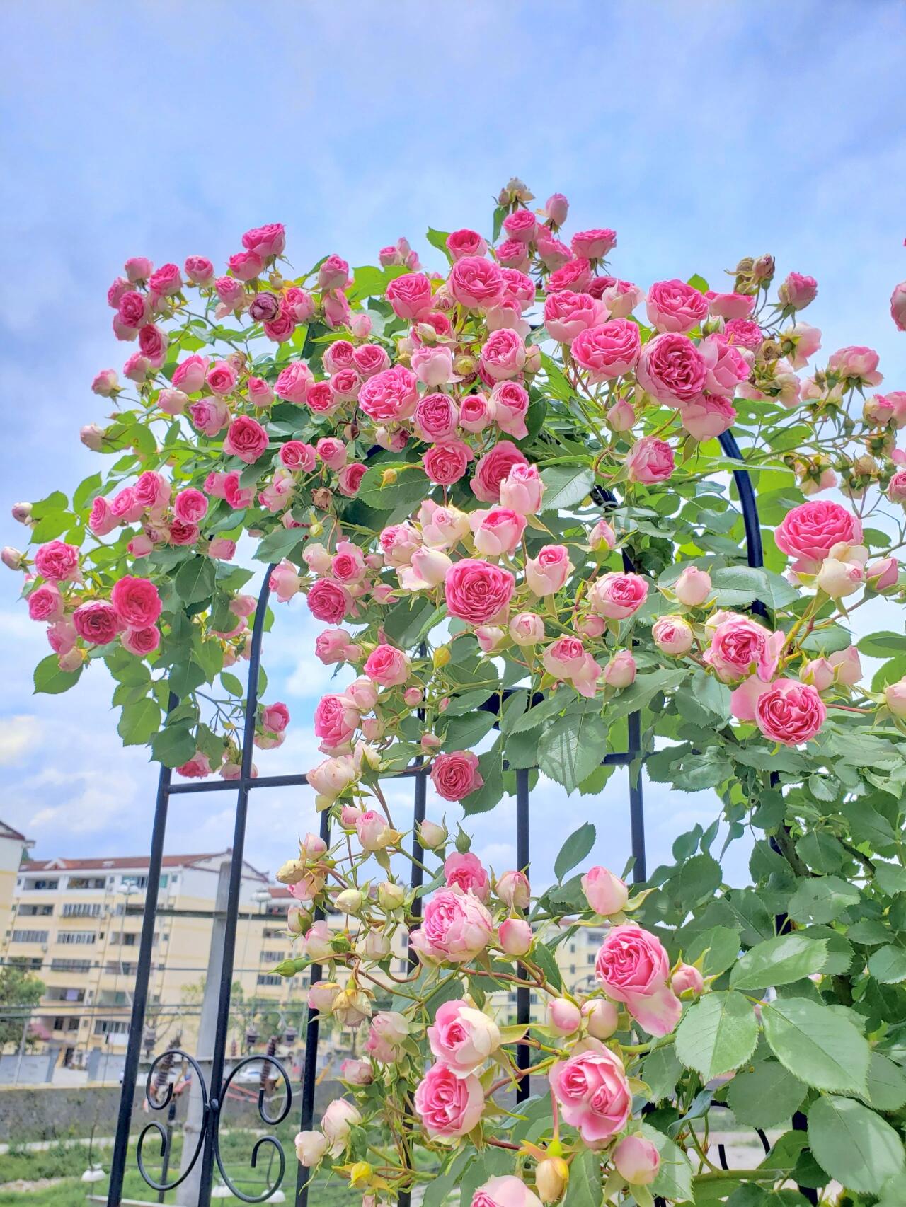 Climbing Rose{Rouge|ルージュ} 胭脂扣|   Award-winning |Flowering Machine| Strong adaptability| Strong Disease Resistance| Heat Resistan