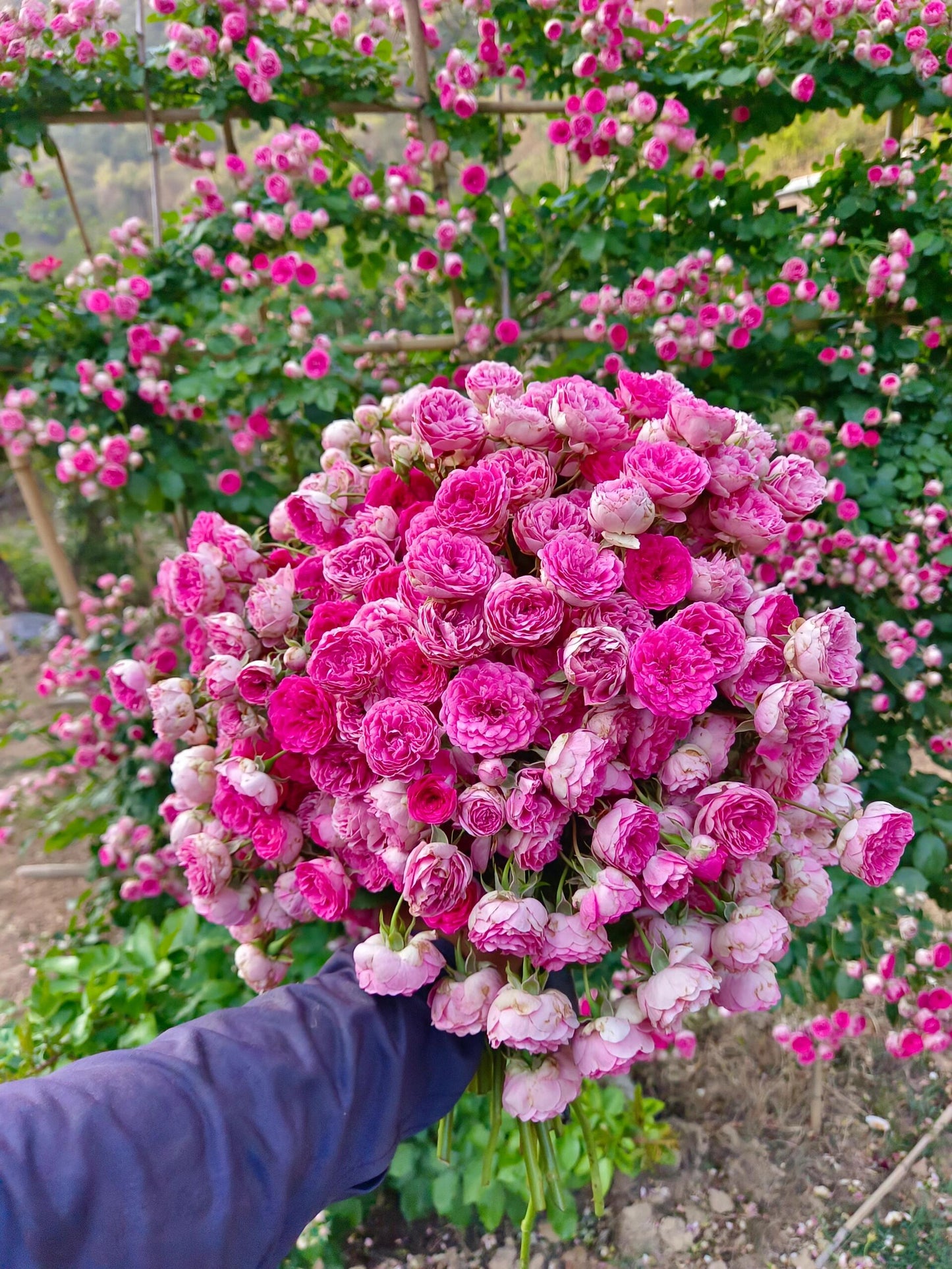 Climbing Rose{Rouge|ルージュ} 胭脂扣|   Award-winning |Flowering Machine| Strong adaptability| Strong Disease Resistance| Heat Resistan