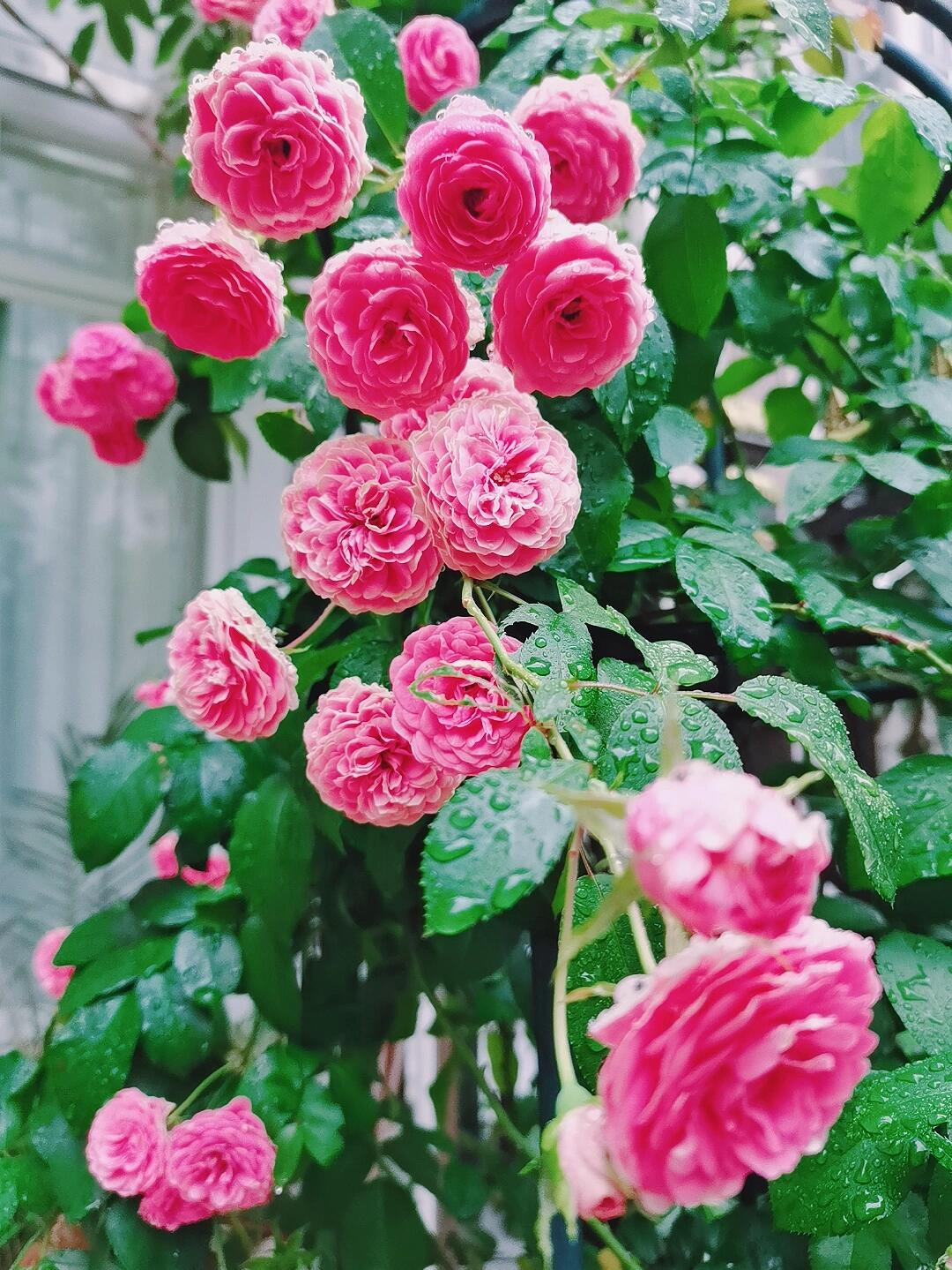 Climbing Rose{Rouge|ルージュ} 胭脂扣|   Award-winning |Flowering Machine| Strong adaptability| Strong Disease Resistance| Heat Resistan